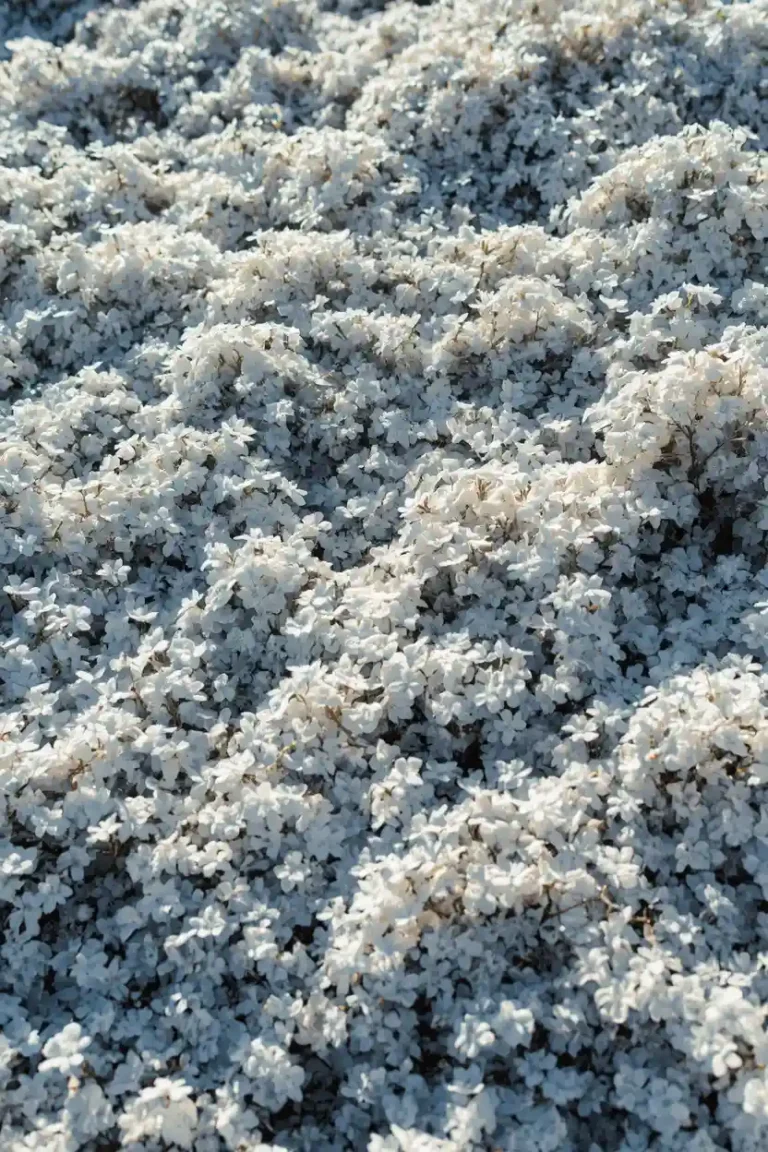 10 Ground Cover Plants That Choke Out Weeds