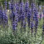 Sun Perennials Plants salvia with purple flower spikes in a garden bed